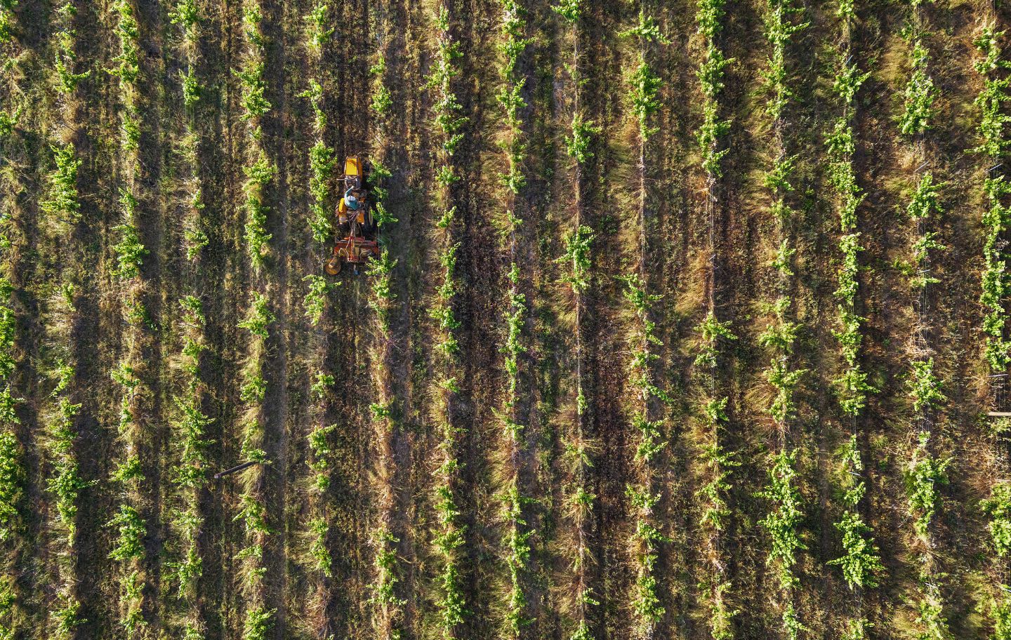 Viticultors com el Ton Rimbau practiquen l'agricultura regenerativa: a la fotografia, el pagès dalla l'herba, sense arrencar-la, per mantenir-hi la coberta vegetal.