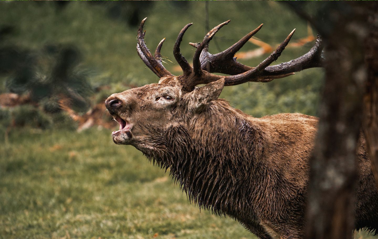Un cérvol bramant als boscos de la Val d'Aran