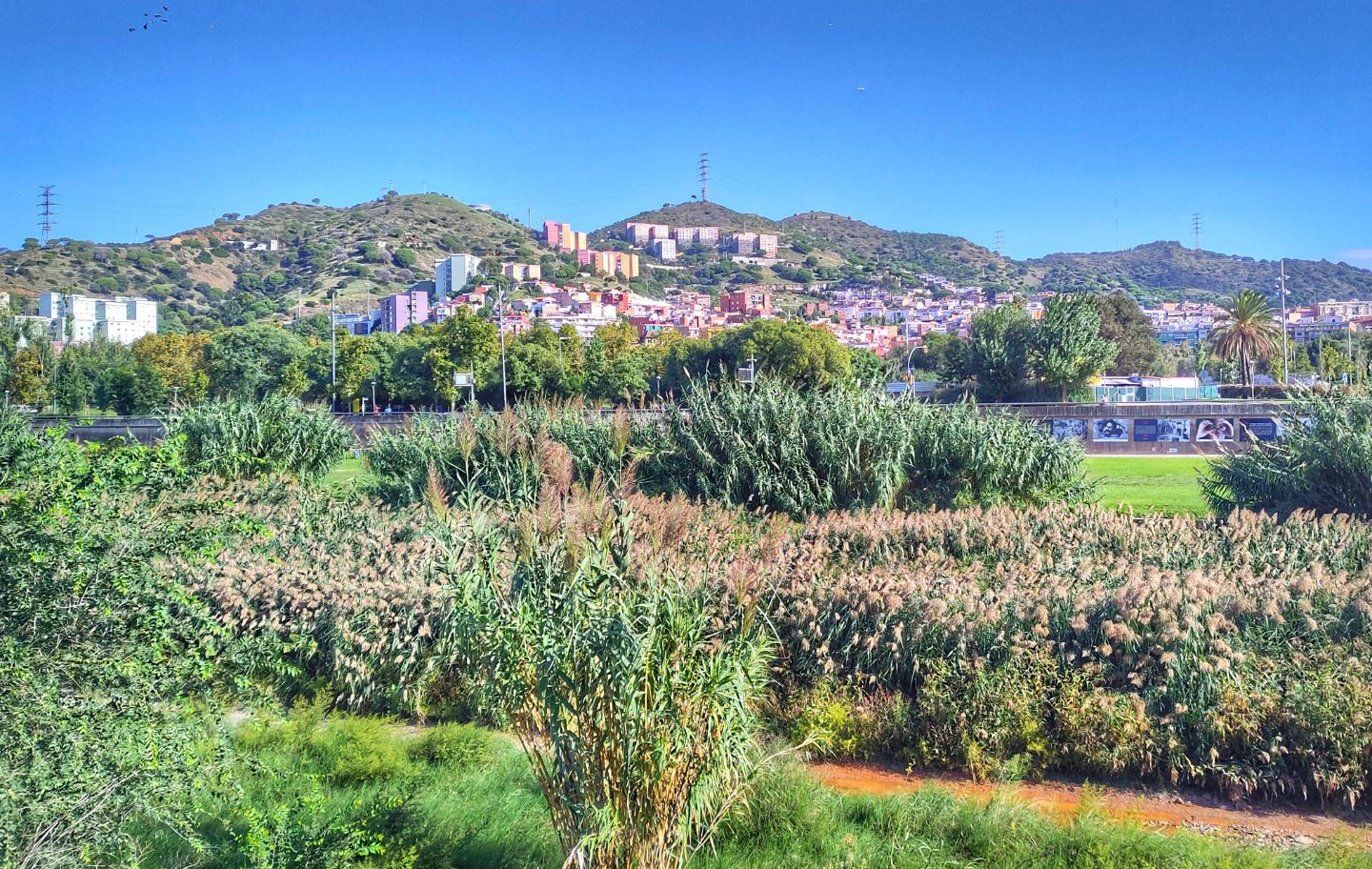 El parc Fluvial del Besòs està en procés de recuperació dels ecosistemes, hàbitats i espècies característiques