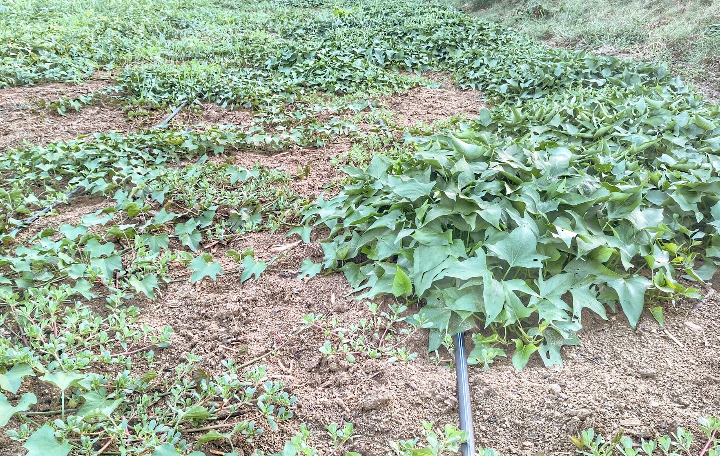 Cultiu del moniato blanc