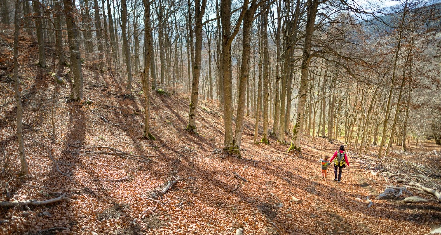 Quan la tardor avança, els faigs perden del tot les fulles, que entapissen els camins. Quan la tardor avança, els faigs perden del tot les fulles, que entapissen els camins.