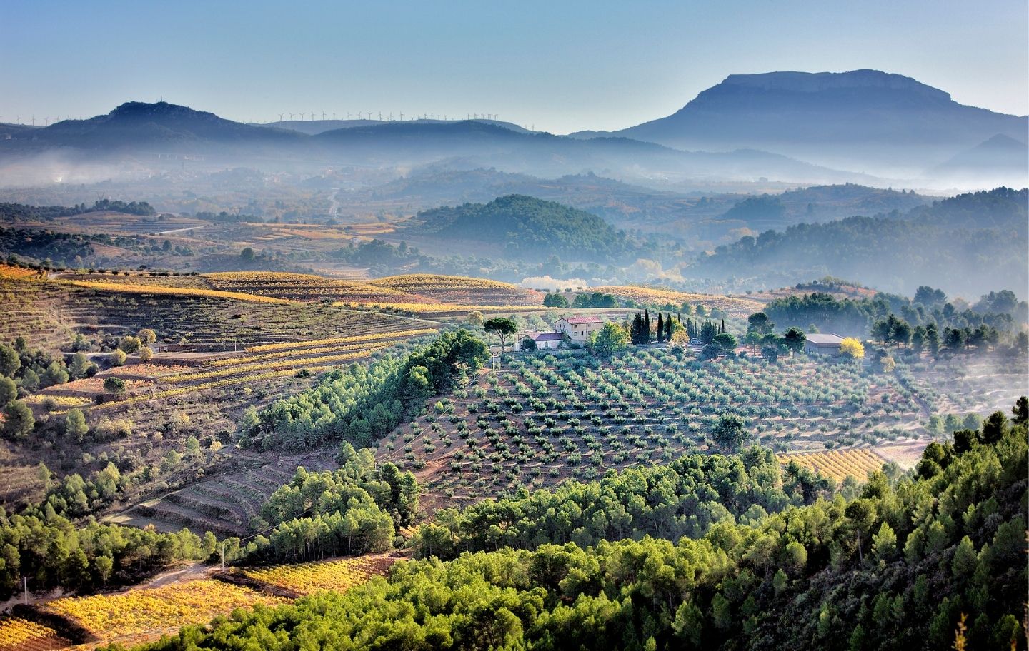 Les vinyes de Mas d'en Gil vistes des de lo Sarraí, un balcó natural que es troba a Bellmunt. Al fons de la imatge s'albiren Falset i la mola de Colldejou.