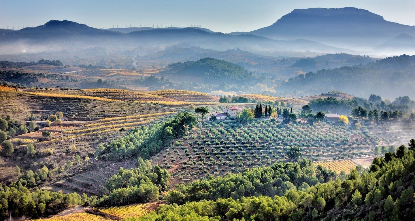Les vinyes de Mas d'en Gil vistes des de lo Sarraí, un balcó natural que es troba a Bellmunt. Al fons de la imatge s'albiren Falset i la mola de Colldejou. Les vinyes de Mas d'en Gil vistes des de lo Sarraí, un balcó natural que es troba a Bellmunt. Al fons de la imatge s'albiren Falset i la mola de Colldejou.