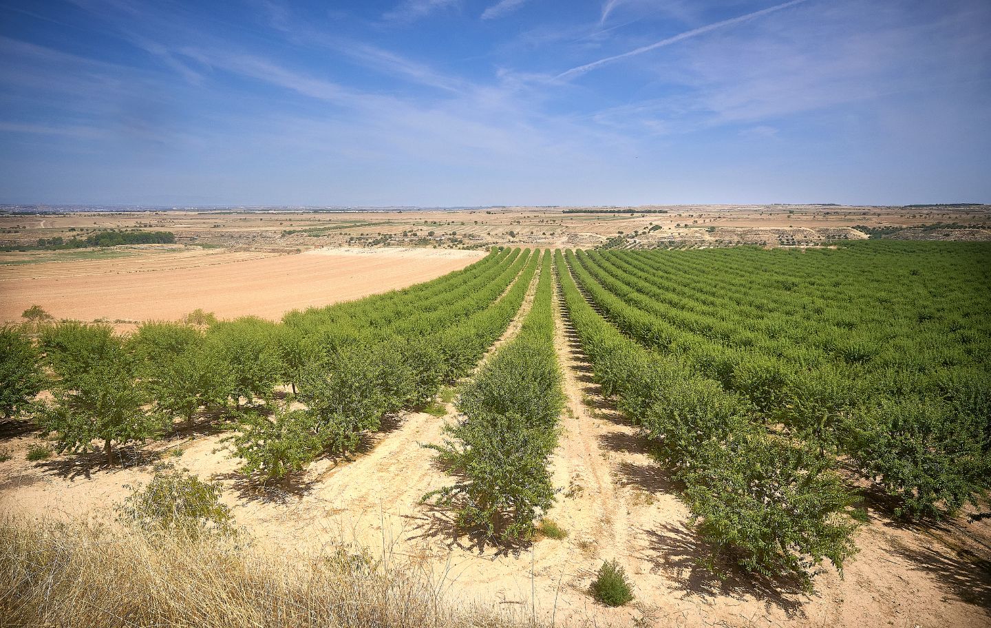 Durant la ruta per la vall de riu de Set, veiem finques amb arbres fruiters amb regadiu al costat de parcel·les sense conrear