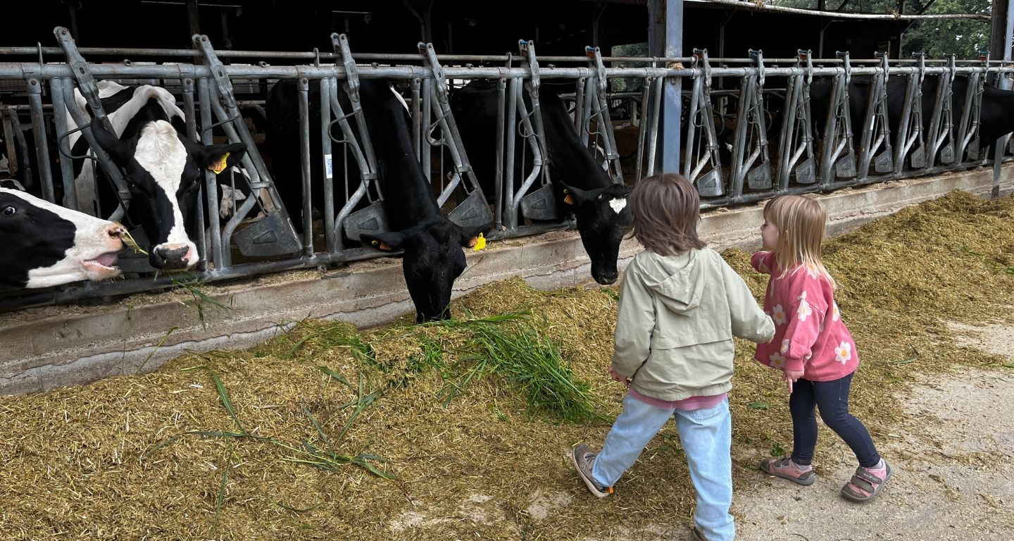 En Roc i la Tanit donen menjar a les vaques del Mas la Coromina En Roc i la Tanit donen menjar a les vaques del Mas la Coromina