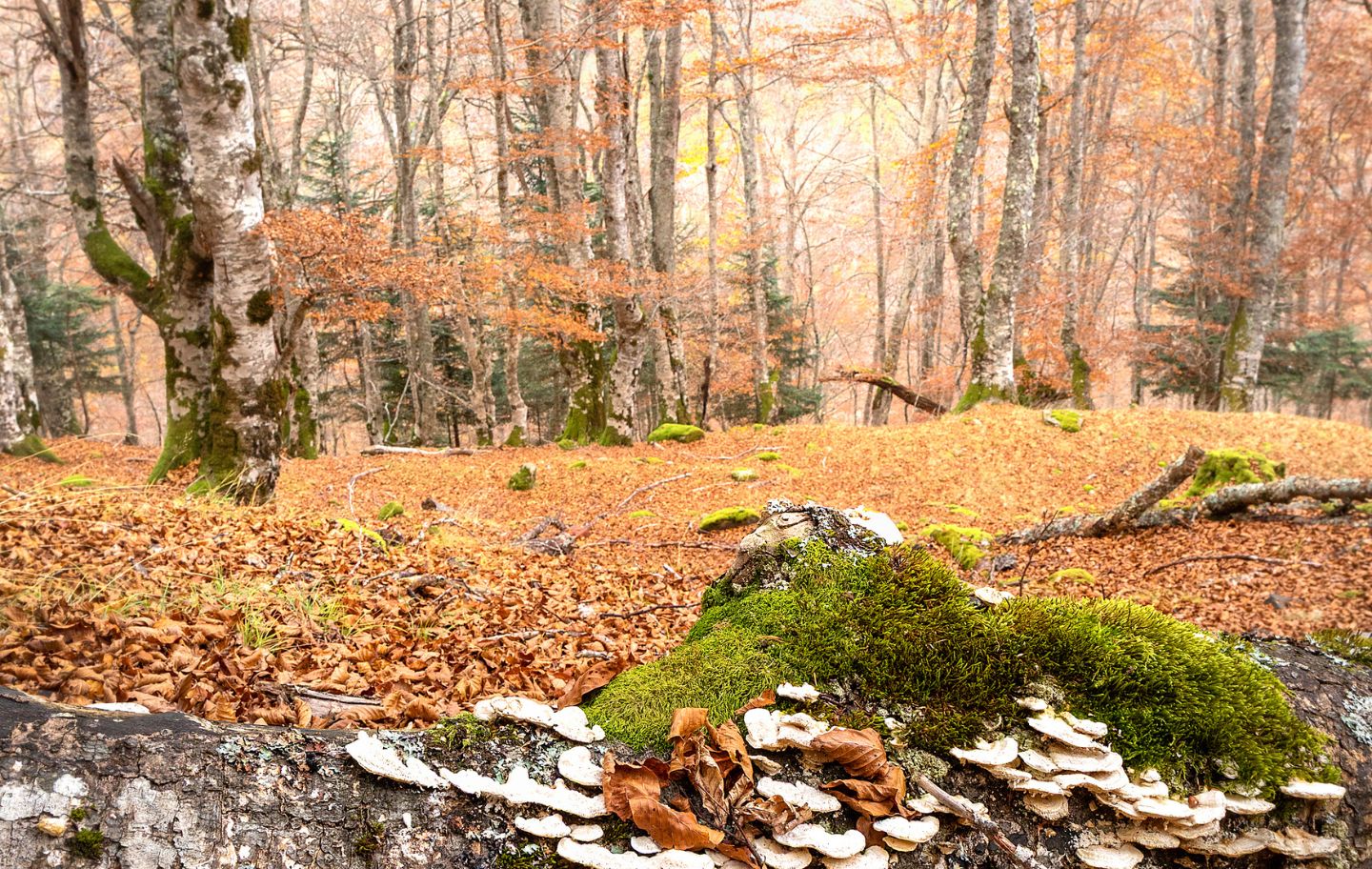 Fageda de la devesa de Quer-amat, a Puigbalador