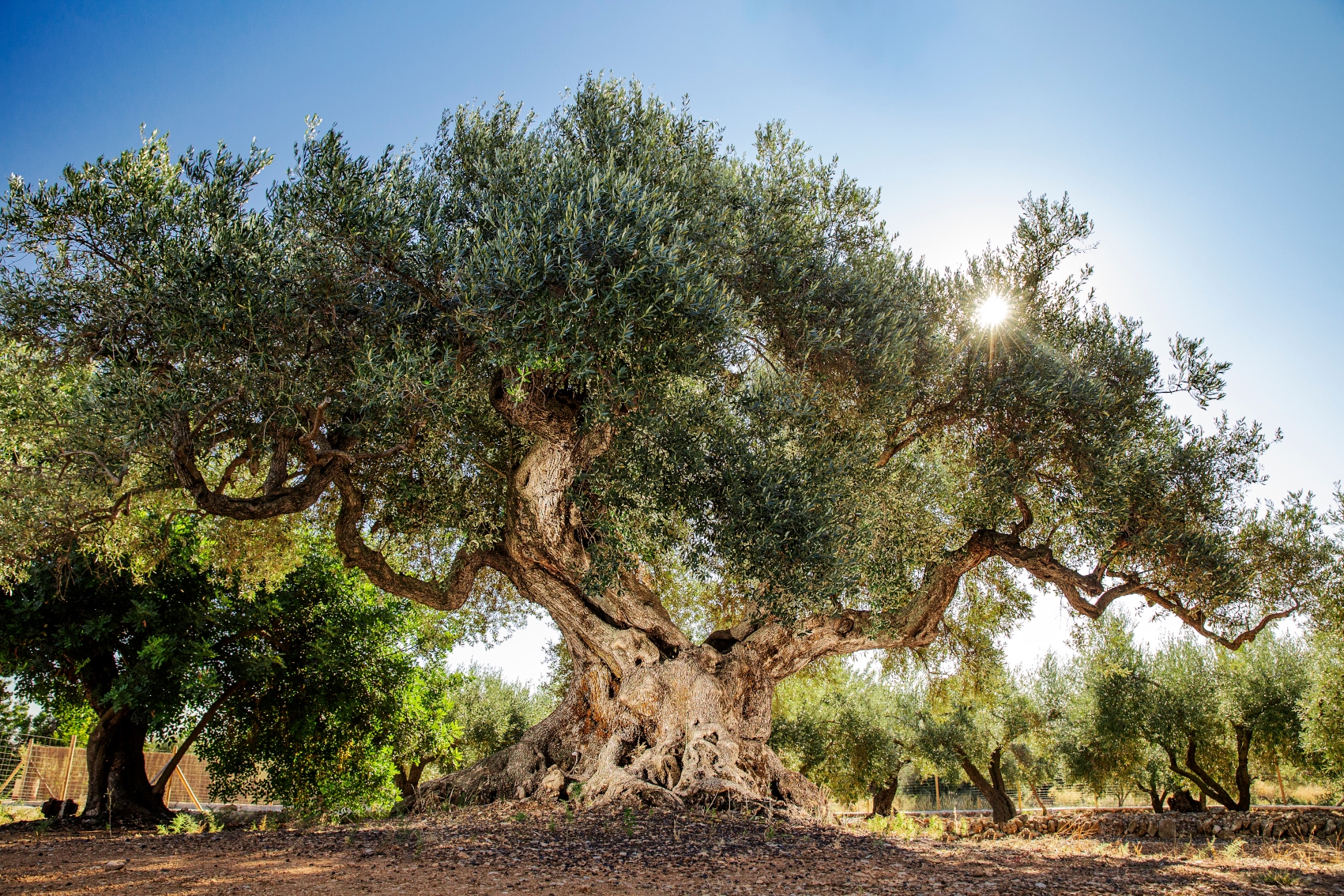Les millors oliveres mil·lenàries es concentren al Territori Sénia, com aquesta de la Ràpita