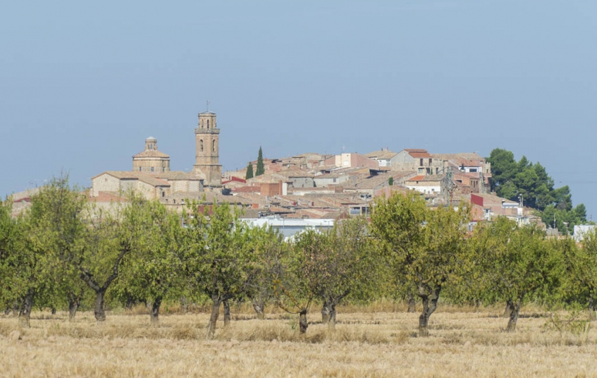 Els entorns de Maials, al Segrià, estan envoltats d'oliveres
