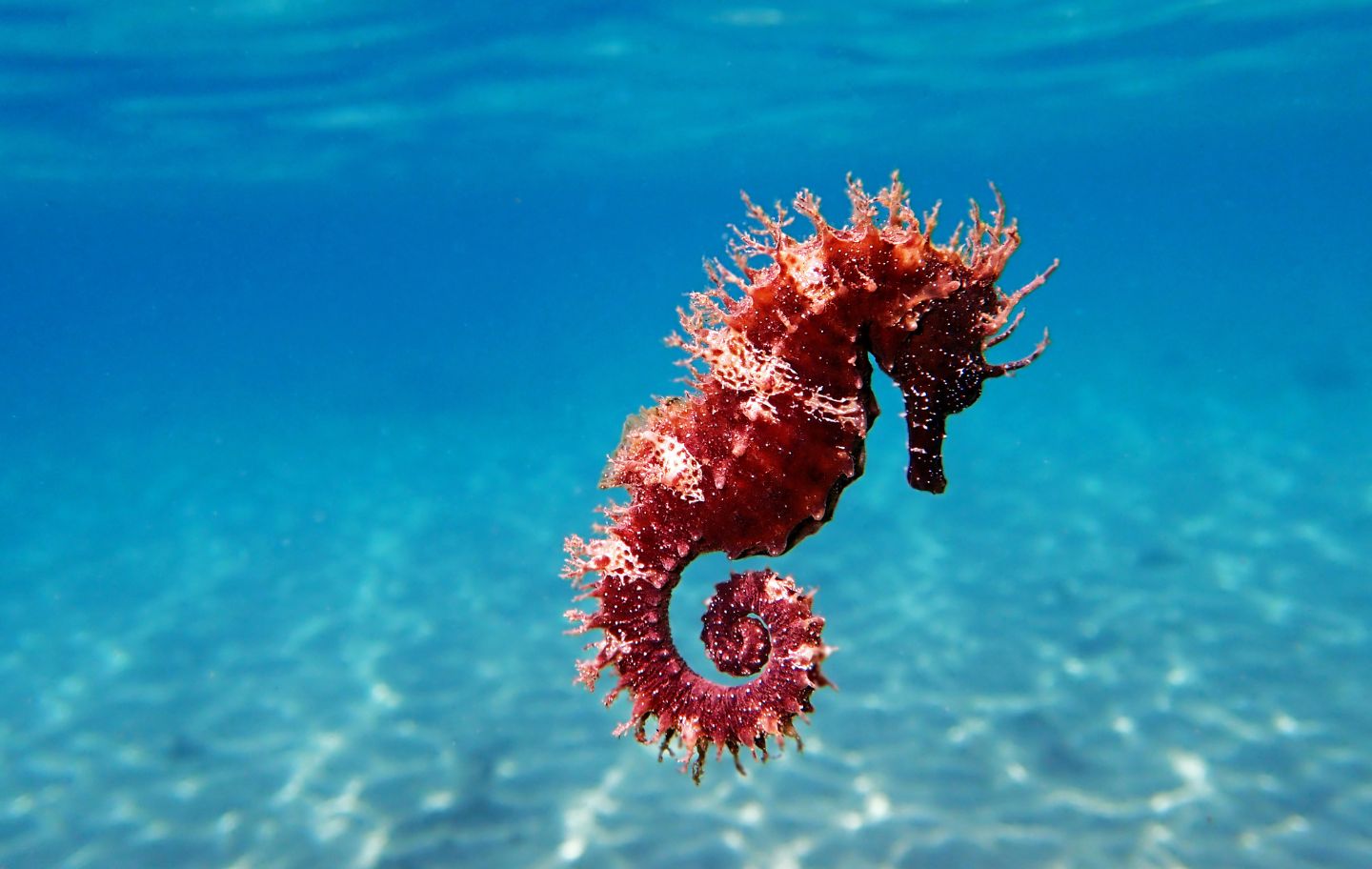 Un exemplar de cavall de mar