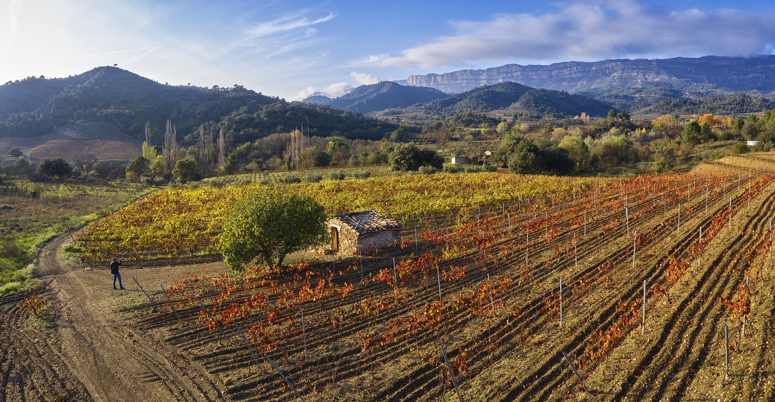 Vinyes, a la tardor, a prop de Cornudella de Montsant