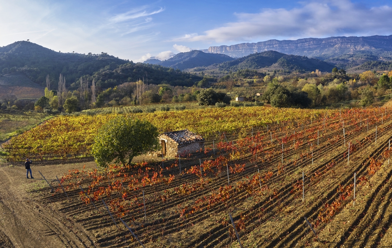 Vinyes, a la tardor, a prop de Cornudella de Montsant