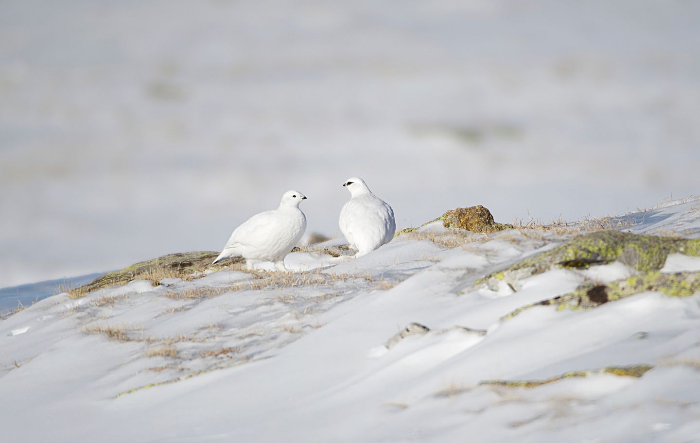 A l’hivern, la perdiu blanca abandona els tons marronosos i grisos del seu plomatge per vestir-se de blanc