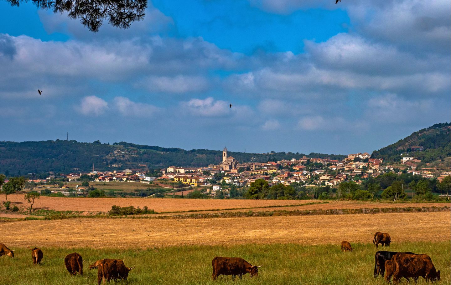 Vistes generals de Moià   Maria Rosa Vila