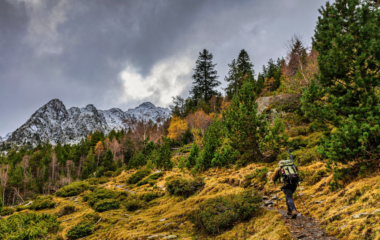 Ruta pel bosc vell d'Arcalís, a l'Alt Pirineu