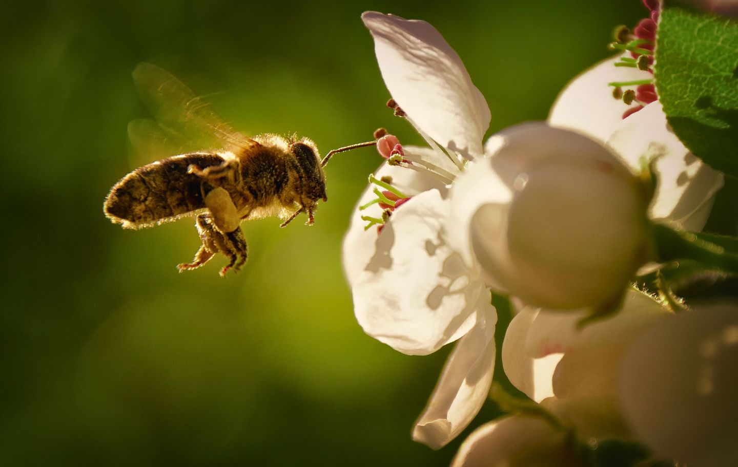 Consumir mel de productors locals redueix la petjada ambiental i protegeix les abelles i la biodiversitat