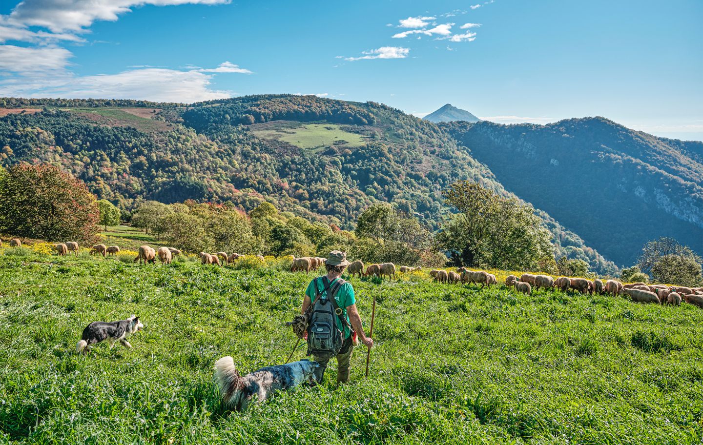 En pastor 'Toti' porta el seu ramat d’ovella rossellonesa a les pastures que hi ha a muntanya En pastor 'Toti' porta el seu ramat d’ovella rossellonesa a les pastures que hi ha a muntanya