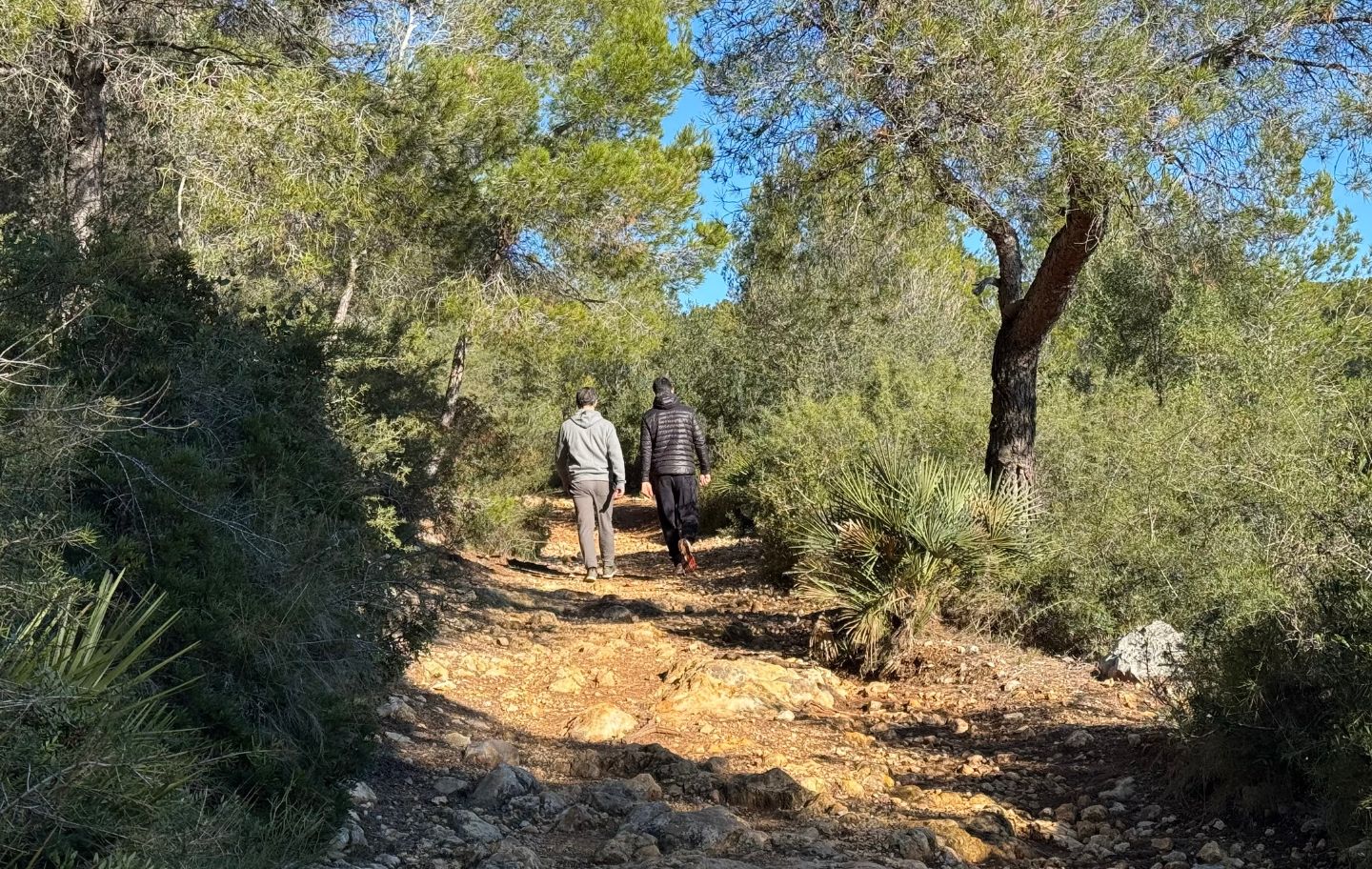 Els boscos de pi us guiaran en aquesta magnifica ruta