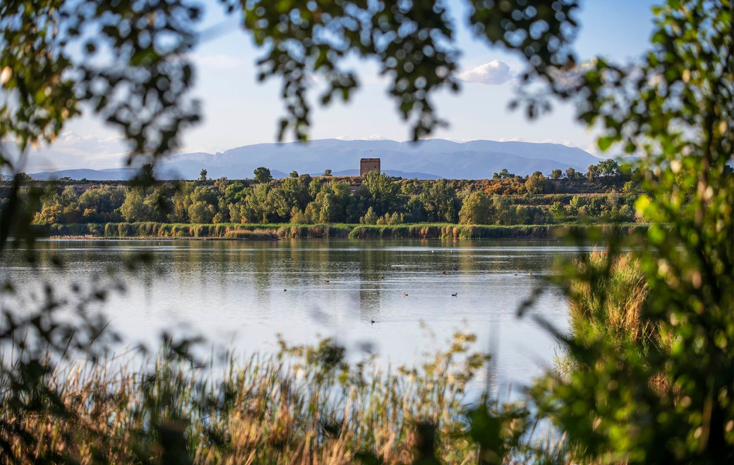 Les aigües de l'estany d'Ivars i Vila-sana dibuixen el paisatge de la Plana vinculat a la poeta Maria-Mercè Marçal