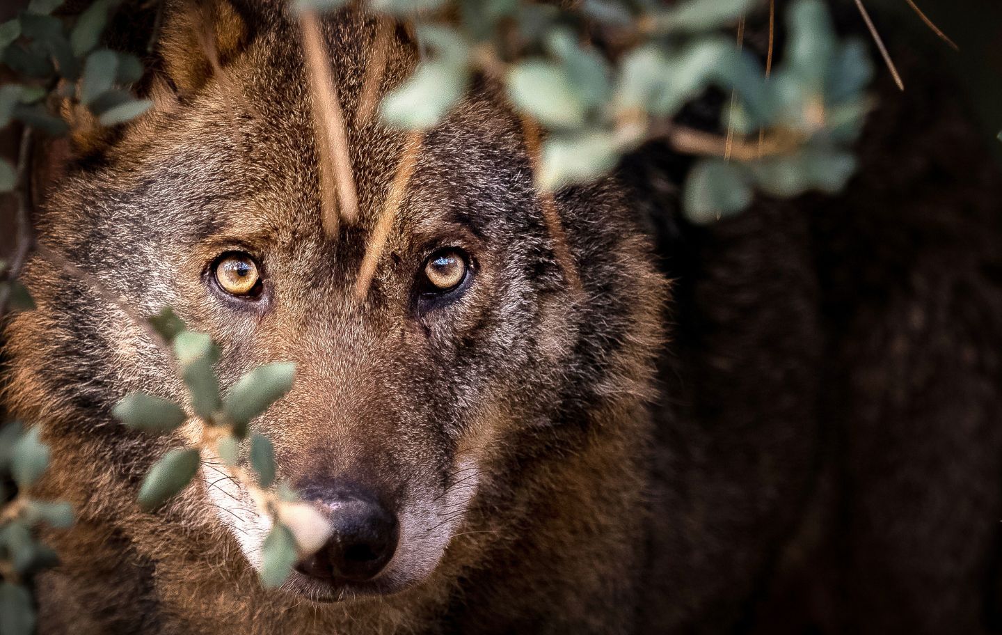 El llop és ara una espècie considerada en perill d’extinció