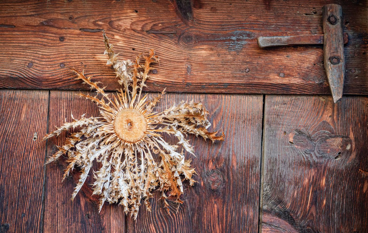 La carlina és un símbol de protecció encara present a moltes portes de les cases del Pirineu