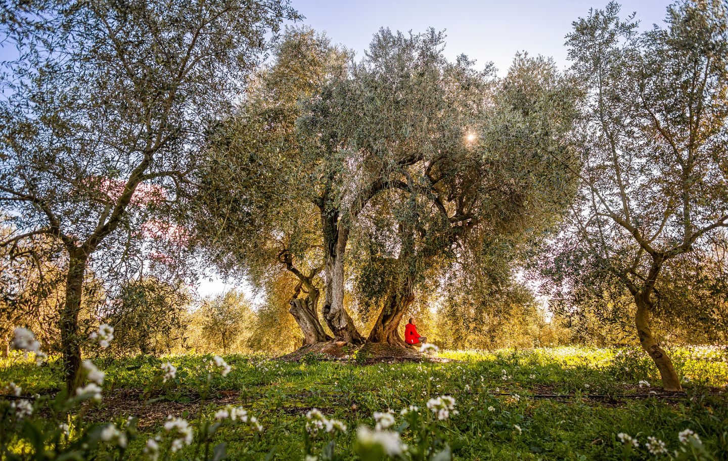 L’olivera de l’Amado és famosa per ser centenària i per produir una varietat d’olives desconeguda que no correspon a cap de les varietats identificades al país