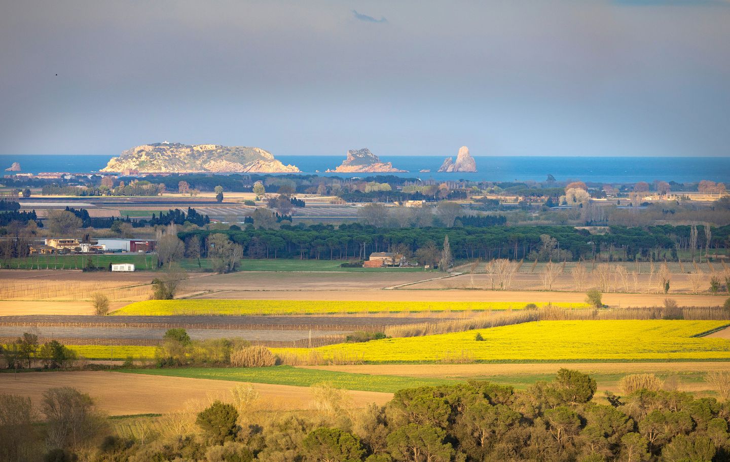 Al fons dels camps de colza de la plana del Ter s’albiren les illes Medes