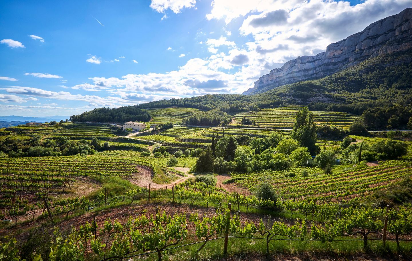 El paisatge del Priorat que va enamorar Espinàs. Aquestes vinyes es troben entre Cornudella de Montsant i la Morera de Montsant