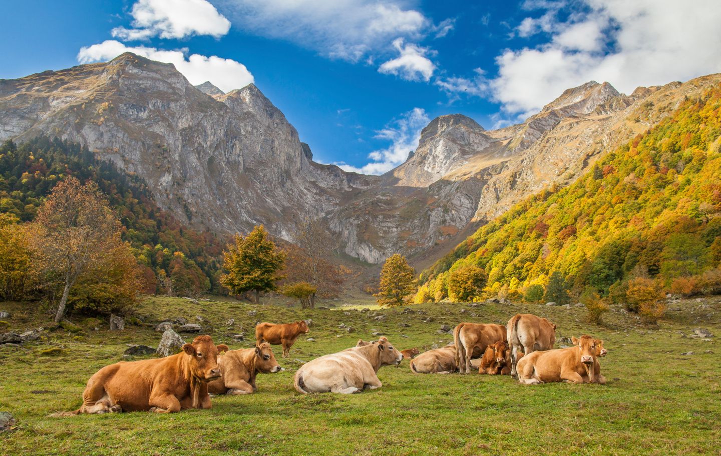 Quan arriba la tardor a la Val d'Aran, els ramats baixen dels prats d'alta muntanya