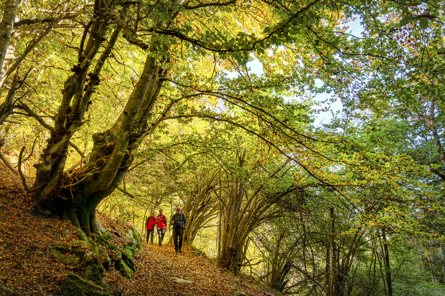 Uns senderistes al bosc de Carlac