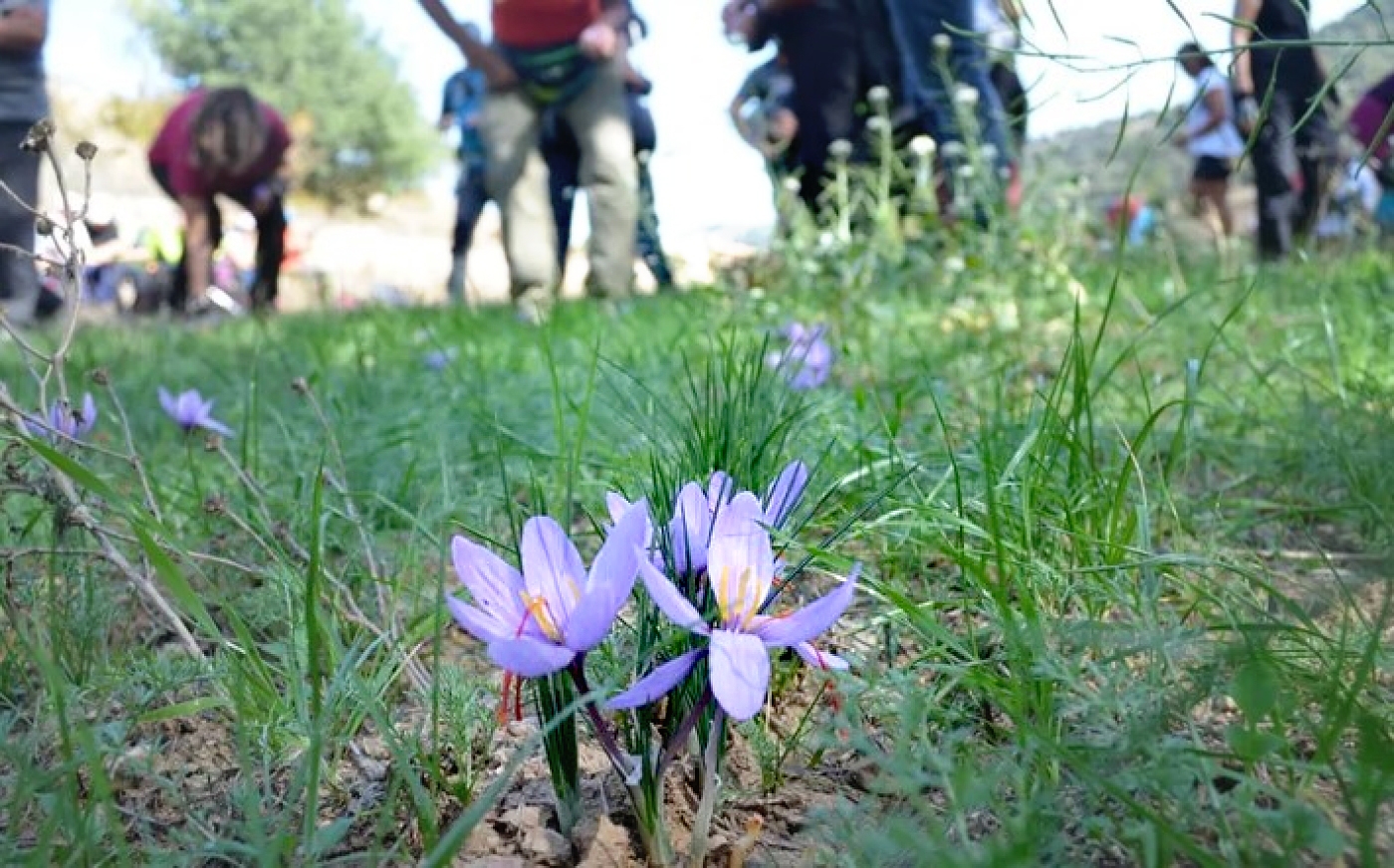 L'època de floració del safrà és entre els mesos d'octubre i novembre