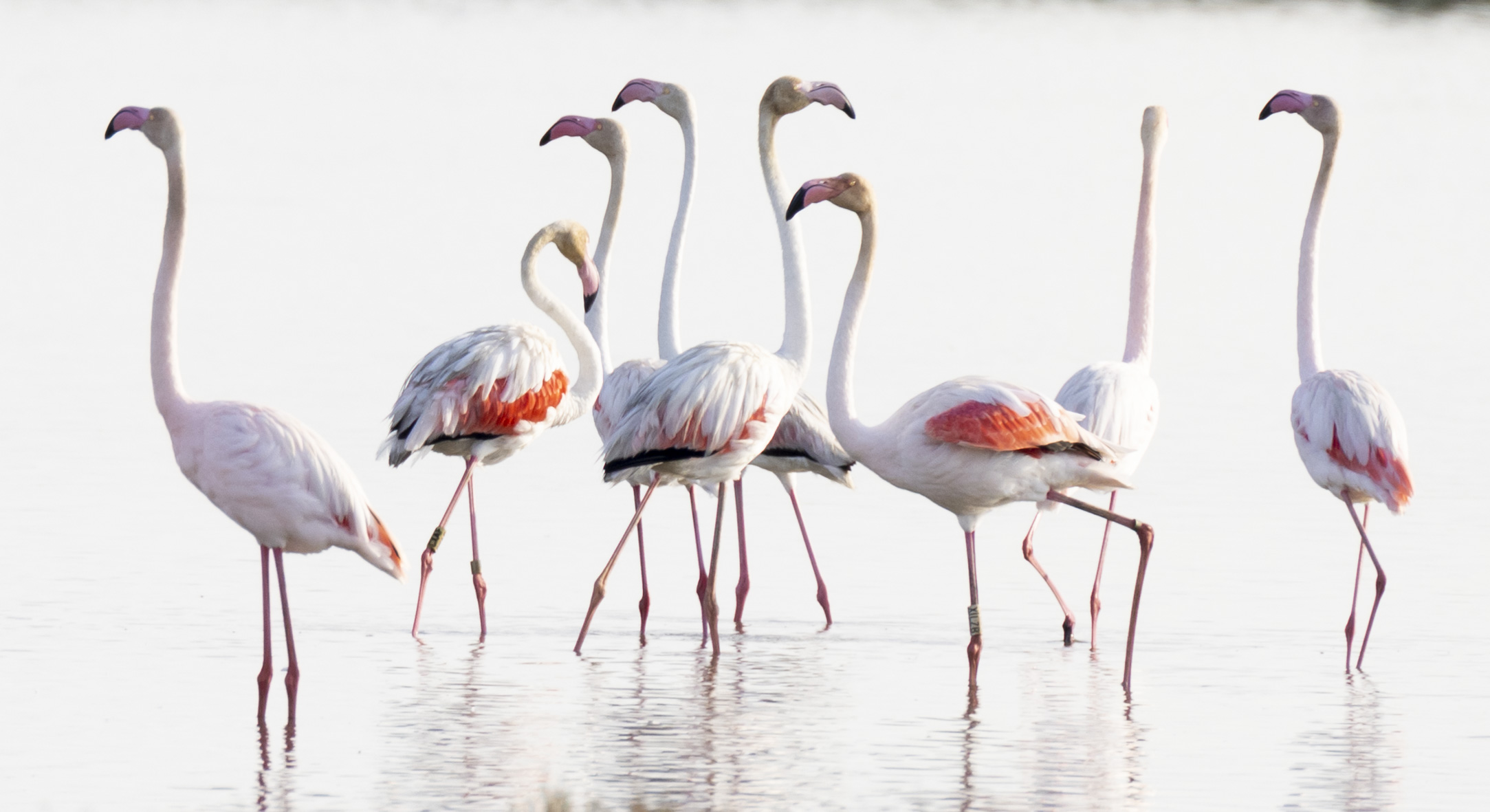 La tardor és el millor moment per veure flamencs al Delta