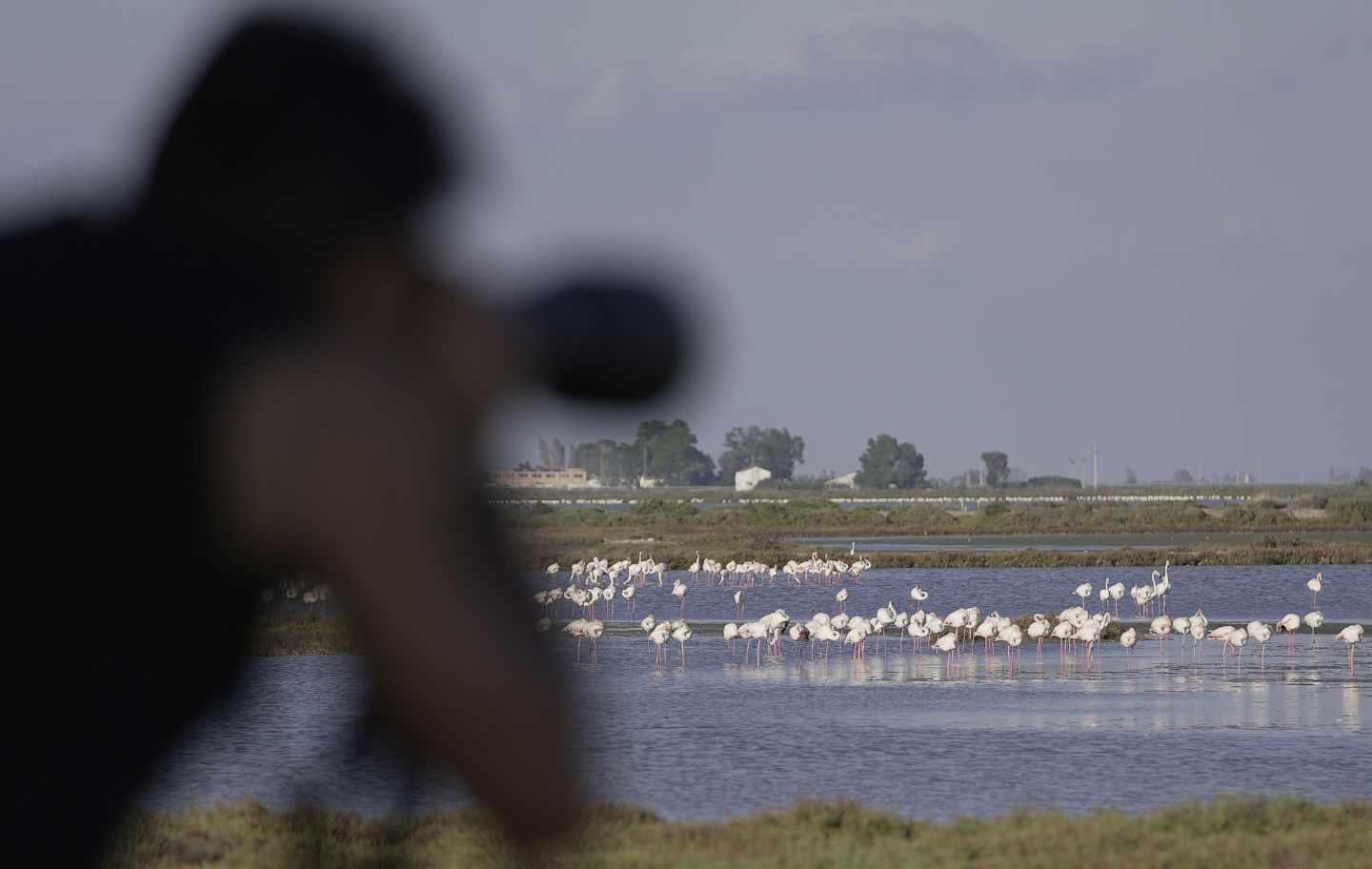Amb els telescopis des del mirador 360º de MonNatura Delta es veuen flamencs de ben aprop