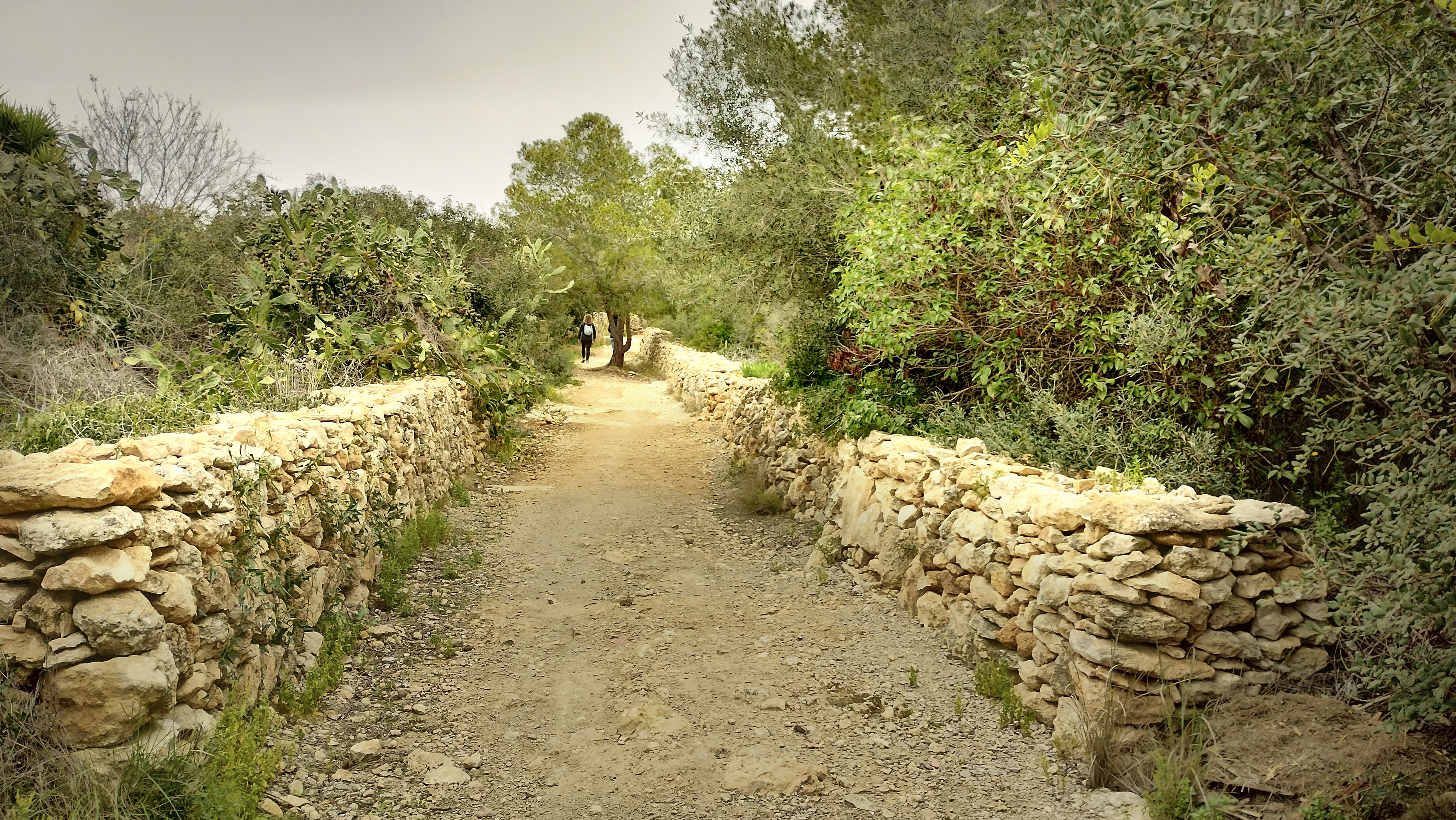 Es pot passejar pels camins històrics de l'Ortoll entre murs de pedra seca