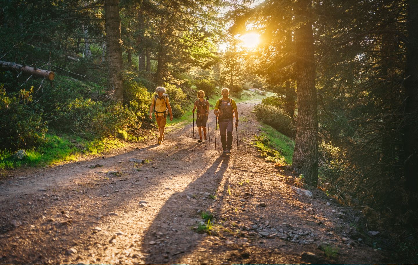 Roger Escarré guia l’Álvaro Sanz i el Joan Diví per un bosc ombrívol del Parc Natural del Cadí-Moixeró