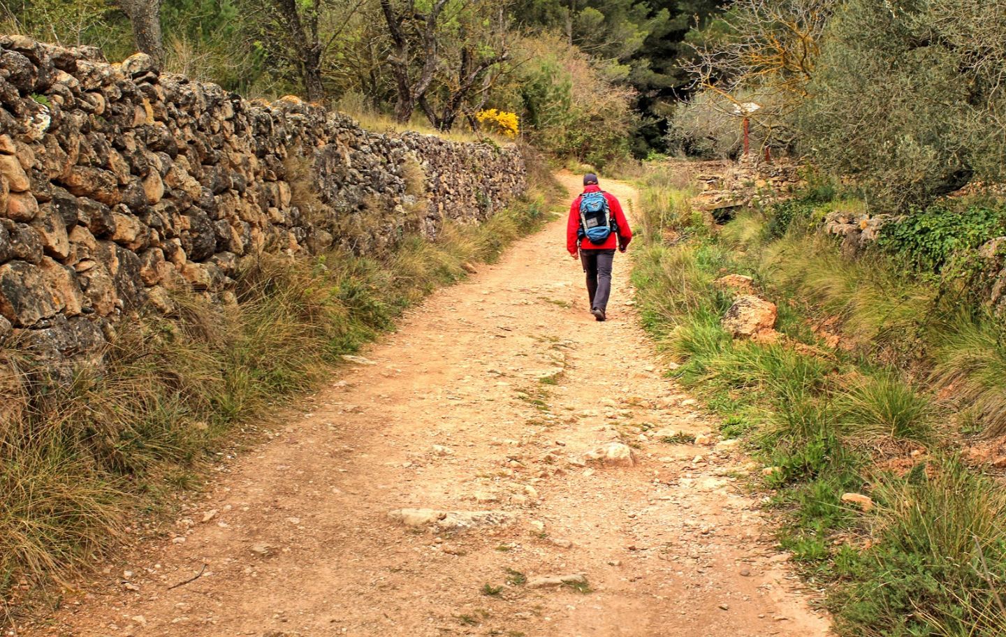 La ruta fins a la cova del Lladre de Montbalnc passa per camps de conreus i d’ametllers custodiats per parets de pedra seca