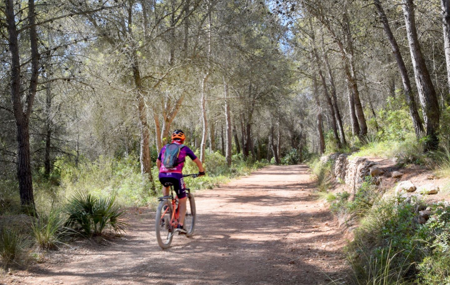 La ruta fins a l’ermita de la Trinitat passa entre boscos de pi blanc